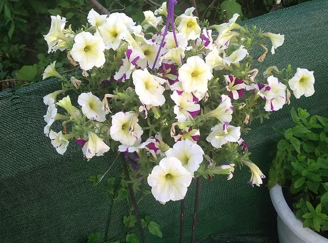 Apartamento Olympus Litochoro